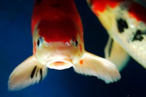 IZNENADILA NAUČNIKE: Pronađena riba pozitivna na kokain, antidepresive i još 80 supstanci