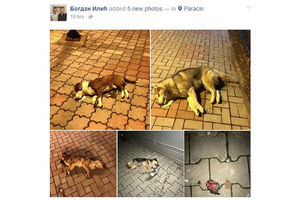 (UZNEMIRUJUĆI FOTO) JEZIV PRIZOR U PARAĆINU: Centar grada pun leševa pasa!