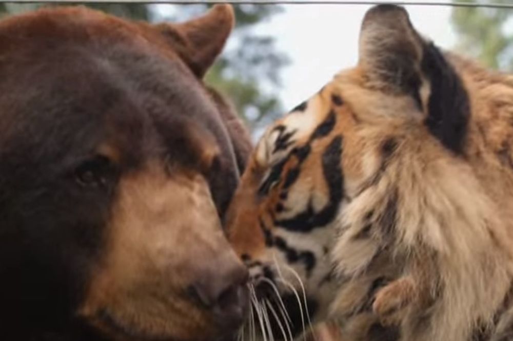 (VIDEO) DRUGARI UPRKOS RAZLIKAMA: Medved, lav i tigar prijatelji su već 15 godina