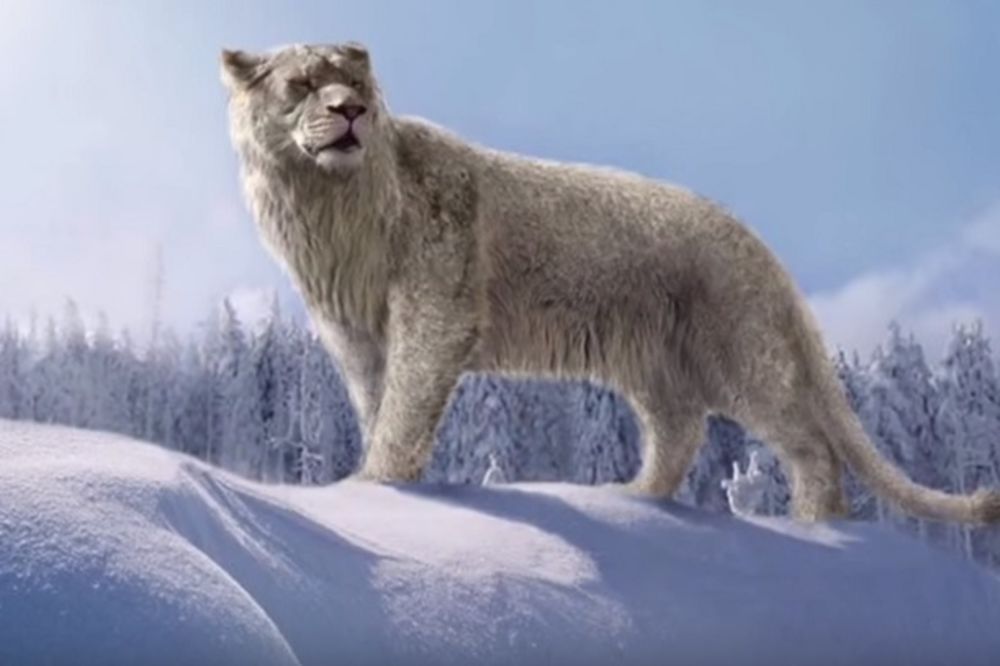 (VIDEO) MAČKE IZUMRLE PRE 10.000 GODINA: Naučnici će klonirati pećinske lavove iz ledenog doba