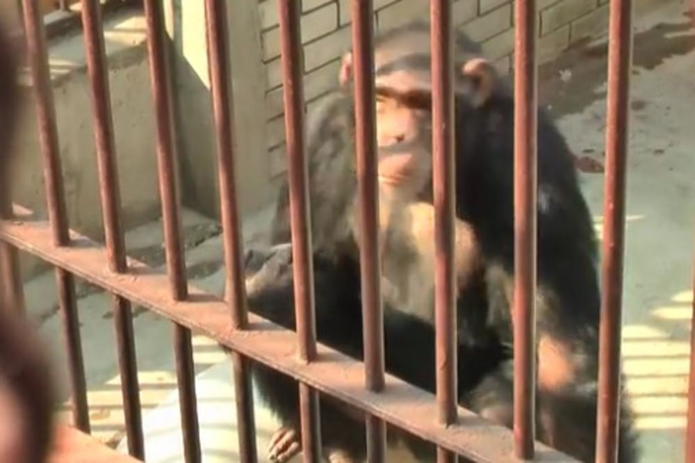 (VIDEO) PREKIPELO MU: Deca zadirkivala majmuna u Beo zoo-vrtu, a on je uradio ovo