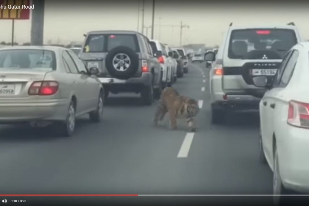(VIDEO) ŠIR KAN NA AUTO-PUTU: Tigar napravio saobraćajni kolaps i prestravio vozače