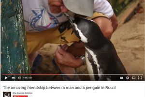 (VIDEO) OVO ĆE VAS RAZNEŽITI: Pingvin preplivao 9.000 km da bi video jednog čoveka