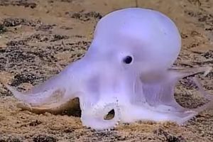 (VIDEO) Dobri duh Kasper: Otkrivena nova vrsta hobotnice