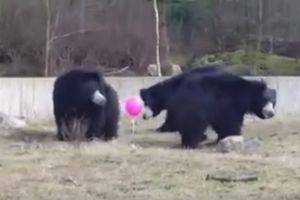 (VIDEO) ČUDAN OBJEKAT NAPUNJEN HELIJUMOM: Kako reaguju medvedi kada ugledaju balon roze boje?