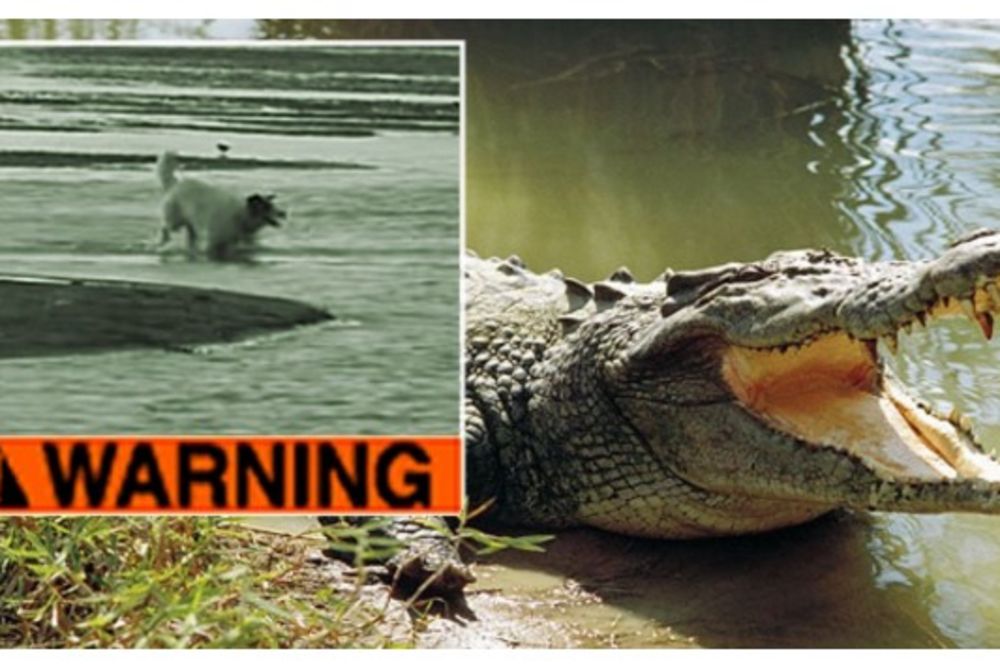 UZNEMIRUJUĆI SNIMAK! NIJE ZA OSETLJIVE: Krokodil pojeo razigranog psa u jednom zalogaju!