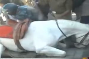 (VIDEO) CELA INDIJA BESNA: Konj izgubio nogu zbog nasilnog političara