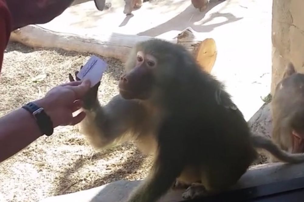 (VIDEO) KAD SE BABUN ŠOKIRA: Izveo je magični trik pred majmunom a njegova reakcija će vas oduševiti