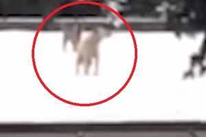 (POTRESAN VIDEO) I ŽIVOTINJE OPLAKUJU ŽRTVE: Psi zavijaju kod aerodroma gde se srušio avion!