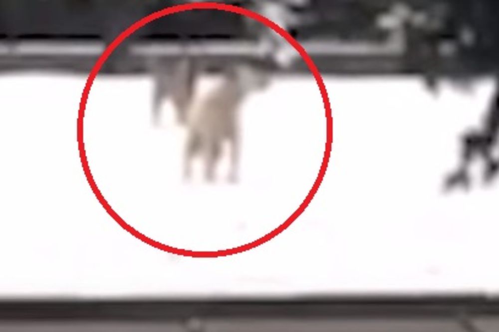 (POTRESAN VIDEO) I ŽIVOTINJE OPLAKUJU ŽRTVE: Psi zavijaju kod aerodroma gde se srušio avion!
