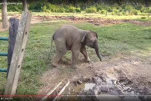 (VIDEO) UPLAŠENI DAMBO: Kad je video ovu životinju pobegao je glavom bez obzira