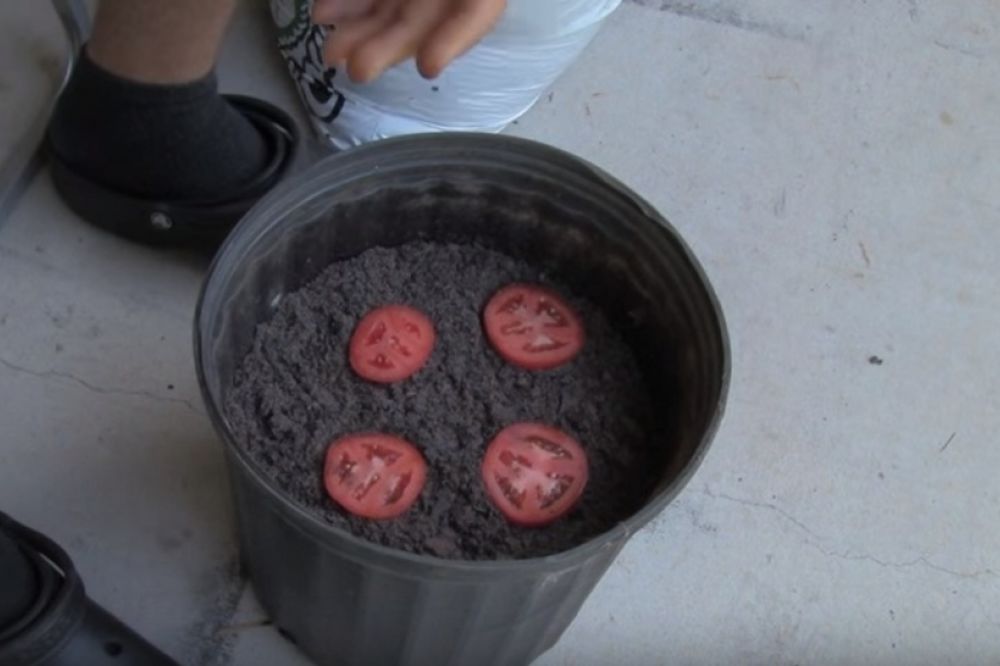 (VIDEO) Stavio je kolutove paradajza u saksiju sa zemljom: Evo šta se desilo nakon 2 nedelje!