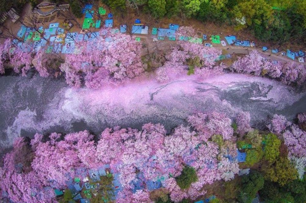 PROLEĆNA MAGIJA U JAPANU: Ovo su najdivnije fotografije rascvetanih trešanja