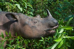 (FOTO) POVRATAK IZUMRLOG DŽINA: Uhvaćen je misteriozni istrebljeni nosorog