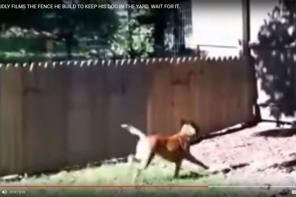 (VIDEO) BEKSTVO IZ ZATVORA: Urnebesni pas skače bolje od Dragutina Topića