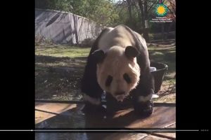 (VIDEO) LEK ZA NERASPOLOŽENJE: Ova panda će vam ulepšati dan koliko god da ste loše volje