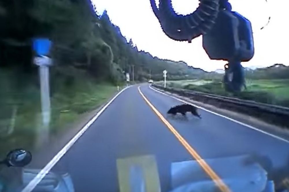 (VIDEO) U punoj brzini je kamionom naleteo na medveda koji je pretrčavao put. Evo šta se dogodilo