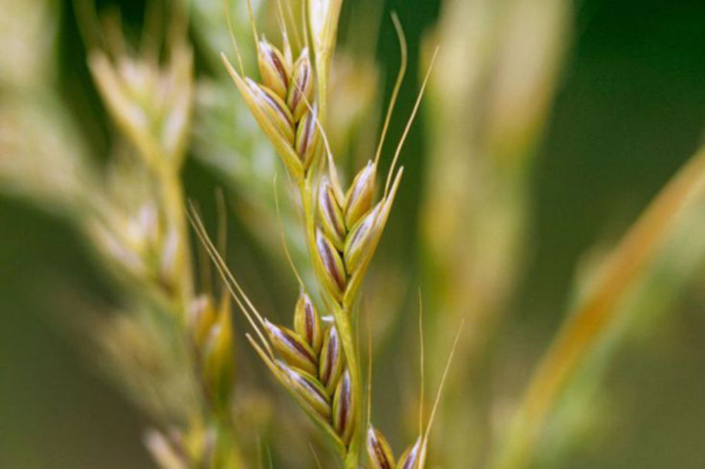 Zli blizanac pšenice: Ova biljka je vekovima trovala čovečanstvo (FOTO)