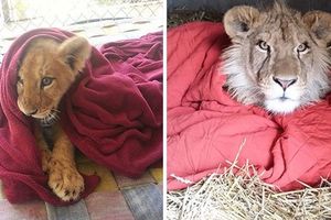 OD MALENA NIJE MOGAO DA ZASPI BEZ ĆEBETA: Sada već odrasli lav i dalje spava s omiljenim prekrivačem