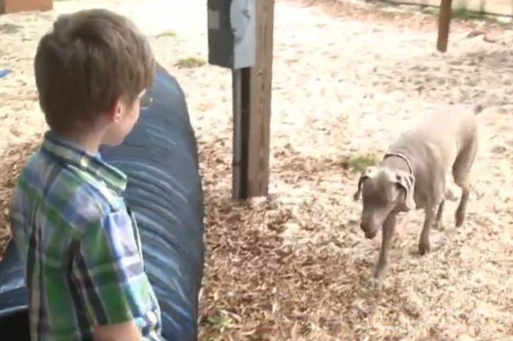 NISU SE VIDELI DUGIH 8 MESECI: Ponovni susret autističnog dečaka i psa će vas ganuti