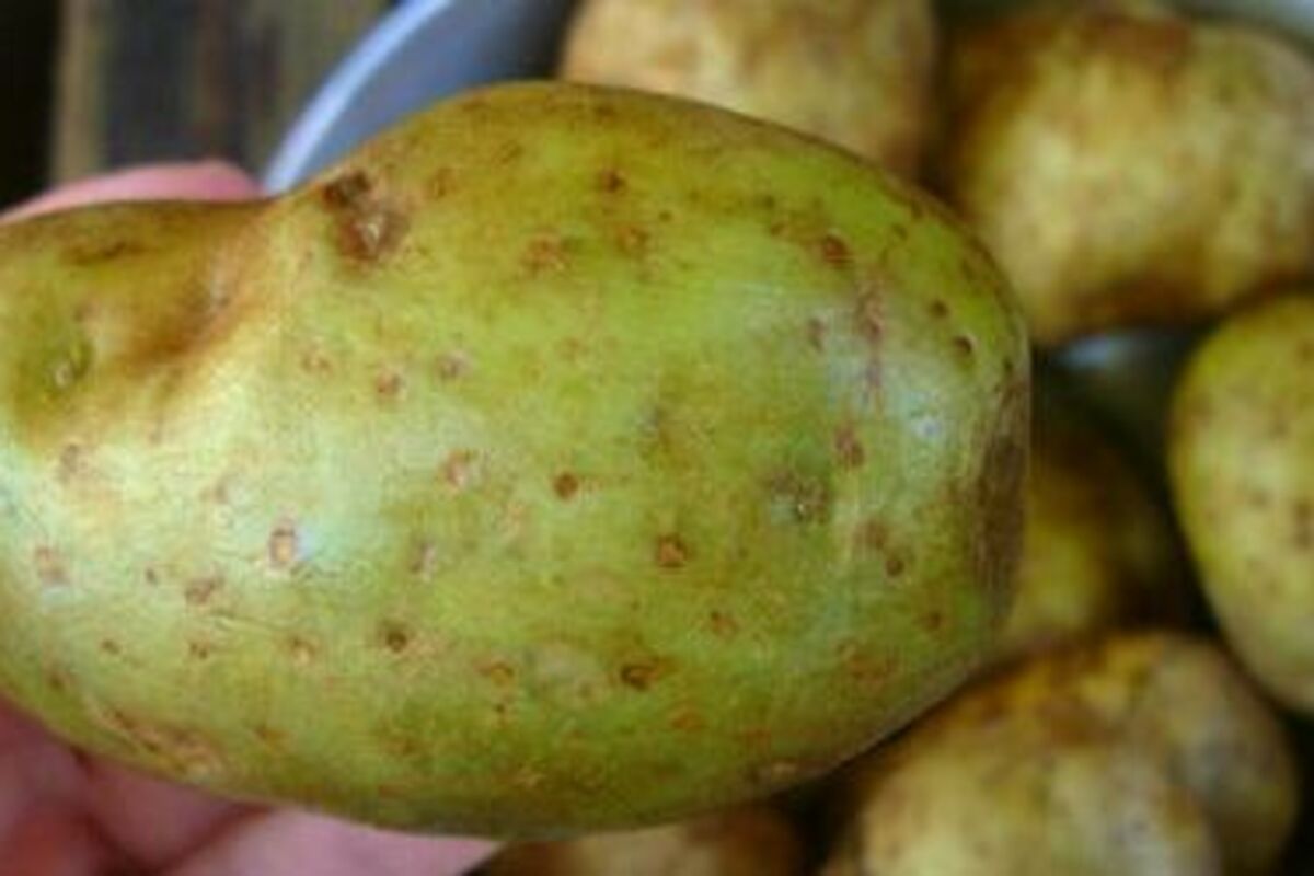 Poisonous potato update. Картошка зеленая Солонин. Позеленевший картофель. Соланин в картофеле. Картофель с зеленой кожурой.
