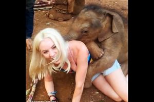 (VIDEO) ZAGRLJAJI SURLOM: Preslatko slonče osvojilo turiste svojom druželjubivošću