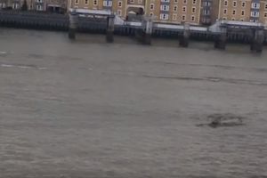 (VIDEO) IZ LOH NESA U LONDON: Britanci u strahu od neobičnog bića koje pliva Temzom