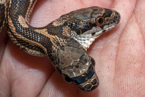 (VIDEO) MISLILI STE DA POSTOJE SAMO U MITOVIMA: Verovali ili ne pronađena je zmija sa 2 glave