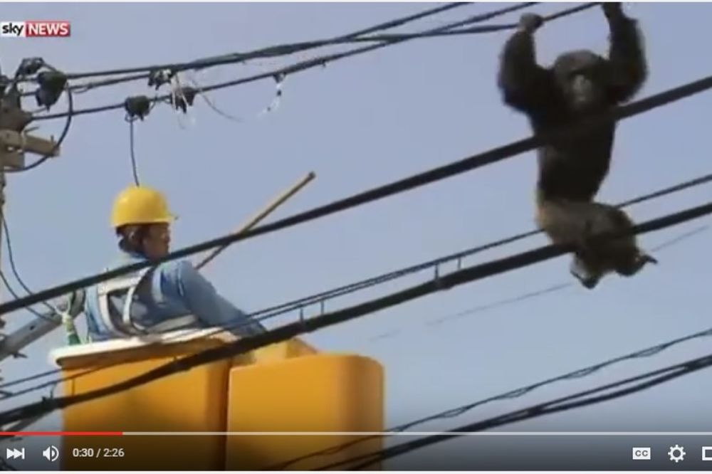 (VIDEO) ŠIMPANZA DIVLJALA PO JAPANSKOM GRADU: Verala se na električne stubove i vrištala