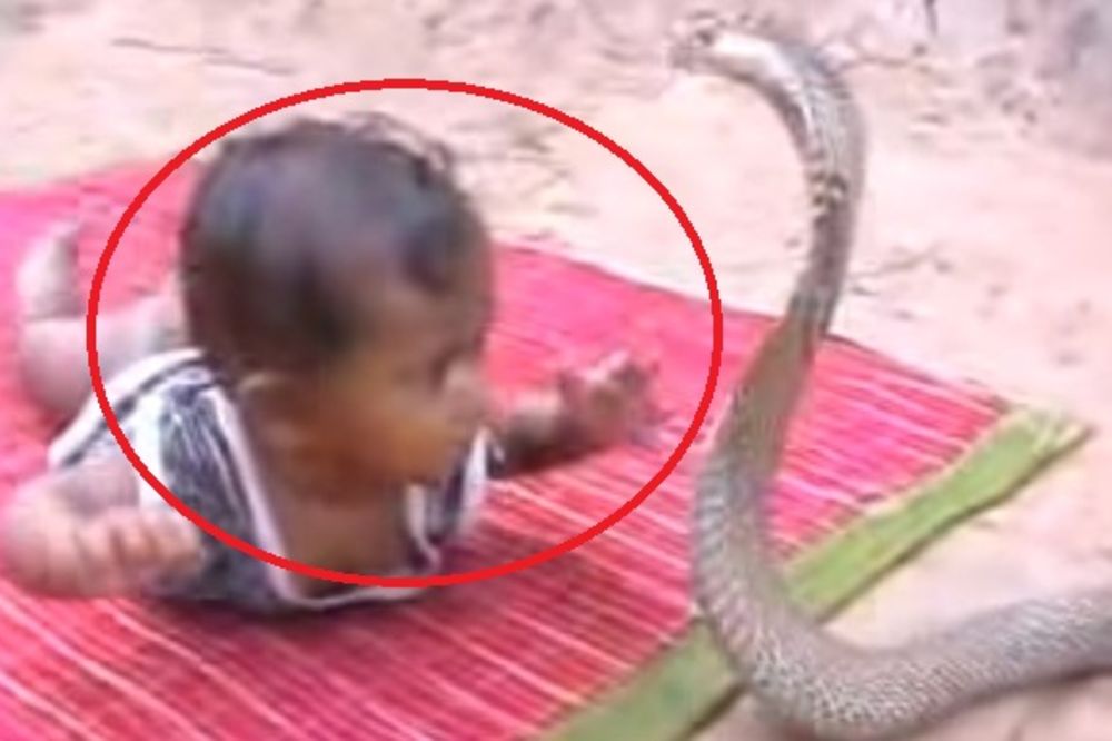 (VIDEO) ŠOKANTNI SNIMAK: Bebu je jezivo napala kraljevska kobra! Neće vam biti dobro posle ovoga!