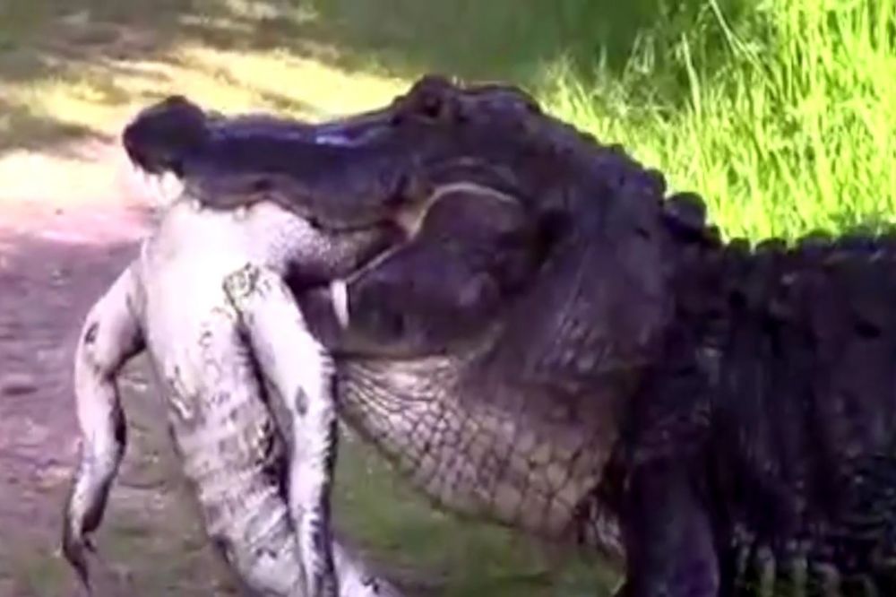 (VIDEO) ZVERSKI KANIBALIZAM: Veliki aligator zgrabio je manjeg rođaka pred zapanjenim prolaznicima