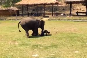 (VIDEO) SLON NIKAD NE ZABORAVLJA: Kad vidite ljubav ove slonice i čuvara, srce će vam zaigrati