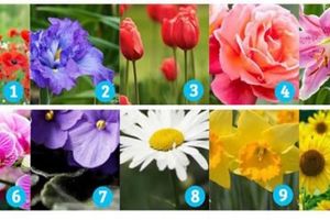 (FOTO) TEST LIČNOSTI: Odaberite jedan cvet i otkrićete neverovatne činjenice o vama