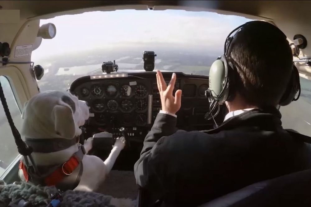(VIDEO) Pilot sa četiri noge: Evo kako izgleda kada pas upravlja avionom