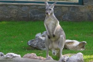 STIŽU NOVI STANOVNICI: ZOO vrt u Jagodini dobija crvene kengure