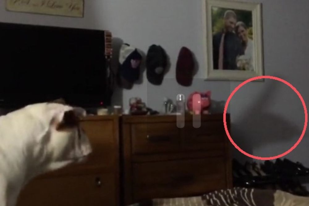 (VIDEO) URNEBESNO: Buldog je video nešto veoma čudno na zidu, pogledajte kako je reagovao