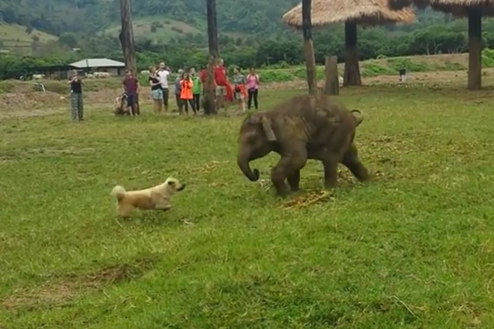 (VIDEO) KAD TE BUDEM STIGAO! Frustracija ovog slončeta nasmejala je ceo svet