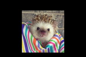 NAJNOVIJA ZVEZDA NA INSTAGRAMU: Upoznajte Hafa, malog patuljastog ježa sa vampirskim zubima