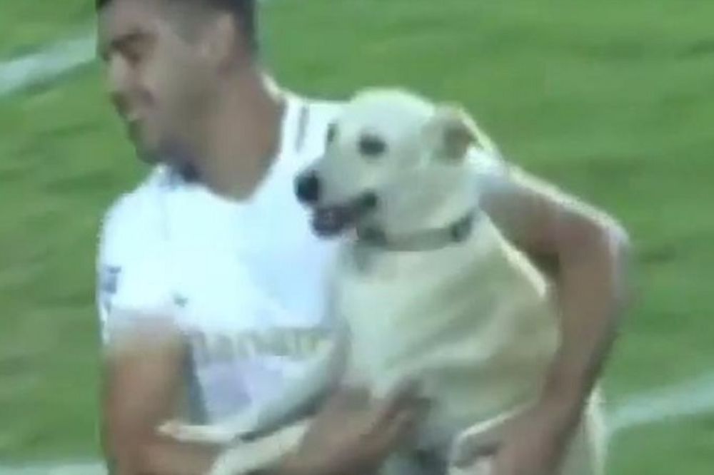 (VIDEO) NAJSLAĐA KUCA NA SVETU: Pogledajte razdraganog psa koji je prekinuo fudbalski meč