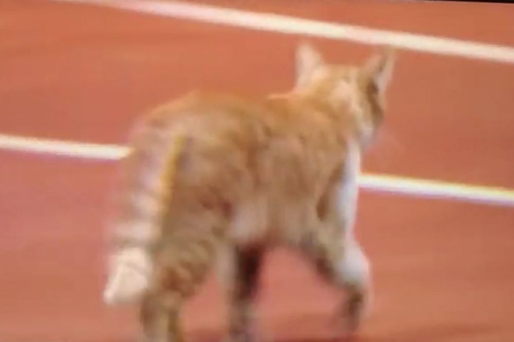 (VIDEO) BEZ SRCA: Mačka uletela na teren, a reakcija tenisera će vas šokirati