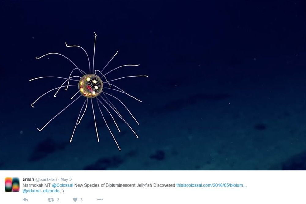 OTKRIVENA NOVA BIZARNA VRSTA: Na dubini od 3.600 metara uočena zastrašujuća meduza koja liči na NLO