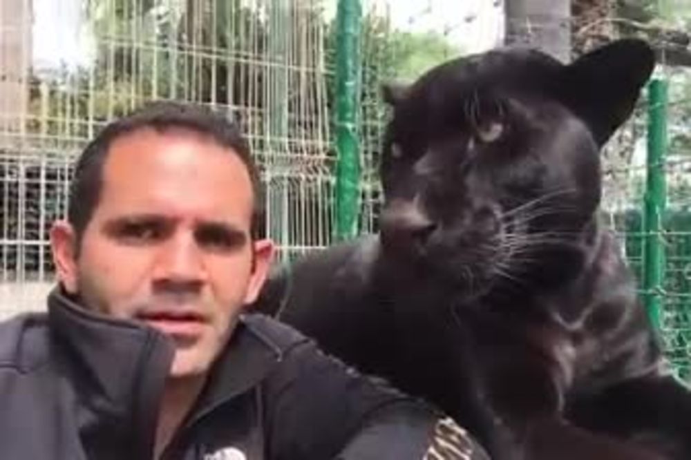 (VIDEO) U KANDŽAMA LJUBAVI: Čovek koji se usudio da zagrli crnog pantera!