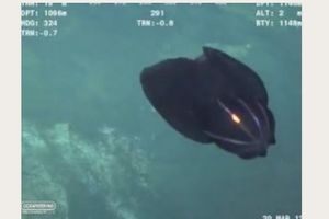 NEVEROVATNO STVORENJE VANZEMALJSKOG IZGLEDA: Pronađeno u okeanu na 2.000 metara dubine! Jezivo!