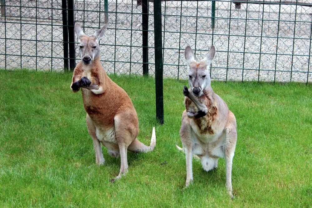 (FOTO) OVO SU NOVI JAGODINCI: Par crvenih kengura nova atrakcija u zoo-vrtu!