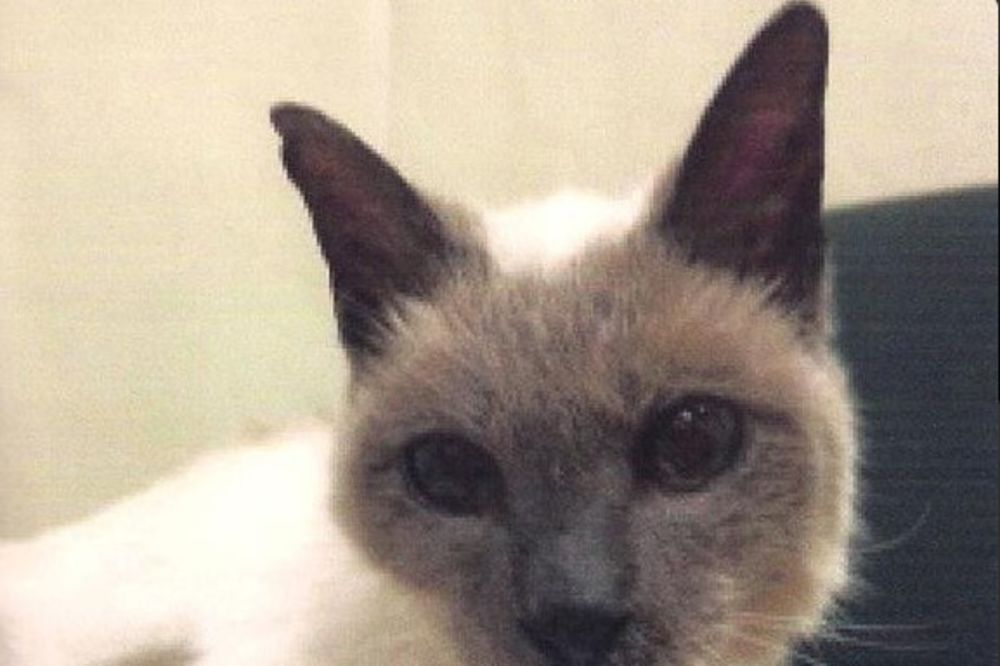 (FOTO) TEK JE PROSLAVIO 30. ROĐENDAN: Upoznajte Skutera, najstarijeg mačka na svetu