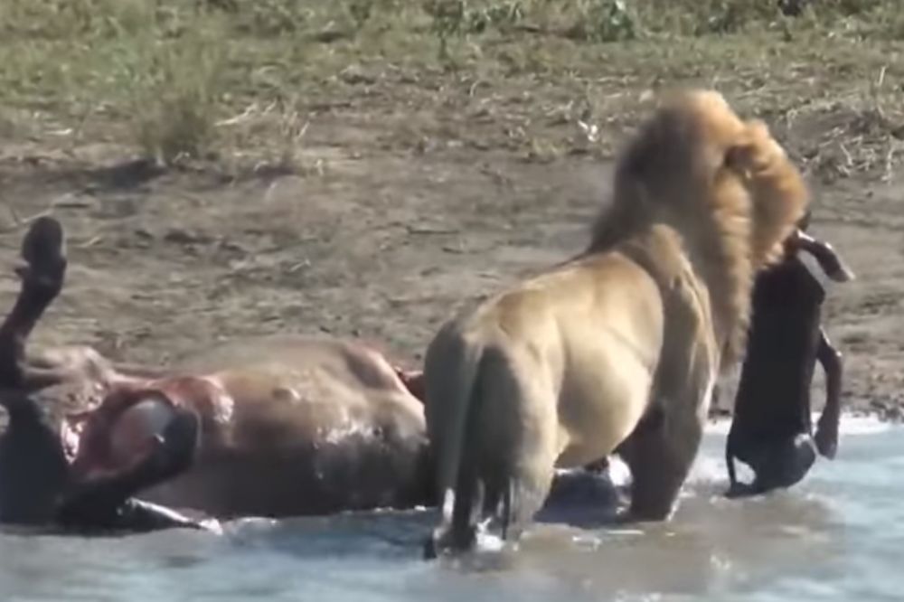 (VIDEO) BRUTALNOST DIVLJINE: Jezivi snimak lava koji čupa bebu bivola iz stomaka, a zatim je jede!