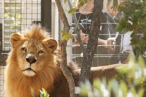 ŽIVOTINJE NA SLOBODI: Zatvara se argentinski zoo vrt star 140 godina