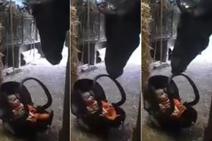 (VIDEO) NEŽNI I ISKRENI PRIJATELJI: Ostavili su bebu u štali, pogledajte ko je preuzeo ulogu dadilje