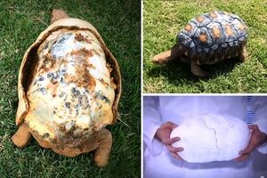 (VIDEO) BIO JE NA IVICI SMRTI: Fredi je prva kornjača s oklopom odšampanim 3D štampačem