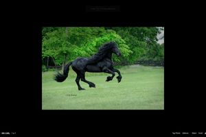 GRACIOZNA CRNA GRIVA: Upoznajte Fridriha, najfotogeničnijeg konja na planeti